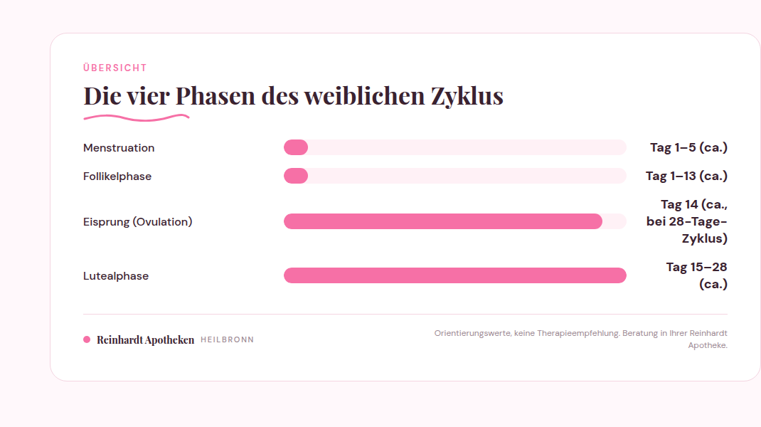 Tabellarische Übersicht der vier Phasen des weiblichen Zyklus mit Bezeichnung und typischer Dauer